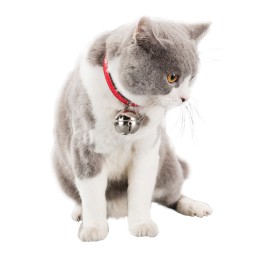 猫铃铛项圈供应商-防过敏室内宠物