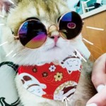 宠物衣服供应商-恐龙变形绒布