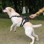鸟钉供应商-50cm不锈钢鸽子控制
