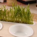 宠物碗架厂家-木质防颈双碗