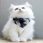 宠物衣服供应商-恐龙变形绒布