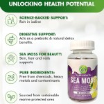 Sea Moss Gummies Factory - Delicious Herbal Extract Capsule Form Bottle