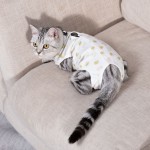 宠物服装厂家-大薄四脚断奶