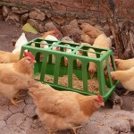 Poultry Feeder Supplier - Cage Plastic Grower Trough Farms Equipment