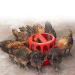 Poultry Feeder Supplier - Cage Plastic Grower Trough Farms Equipment