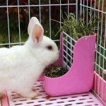 Hay Rack Manufacturer - Hamster Totoro Rabbit Grass Frame 2 in 1 Plastic