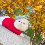 Pet Beret Manufacturer - Wool Dog Beret Winter Cat Hat Fashion Accessories