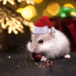 Small Animal Hat Supplier - Christmas Floral Cap Band Santa Claus Design