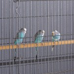 Parrot Cage Factory - A25# Wholesale Metal Wire Sliver Black Outdoor