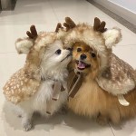 鹿角狗帽供应商-优质柔软聚酯羊毛易清洁节日