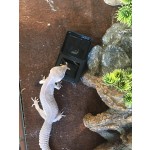 Reptile Feeder Dish Supplier - Rectangle Plastic Two-Part Water Worm Dish