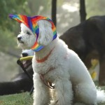 Pet Baseball Hat Factory - Rainbow Solid Polyester Outdoor Sports Travel