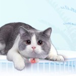 USB Cat Toy Manufacturer - New Product Wholesale LED Self Play Collar