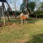 Pet Bite Stick Factory - OEM Linen Reflective Training