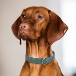 Dog Collar Factory - OEM Soft Leather Heavy-duty Buckle