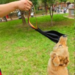 Pet Training Toy Factory - OEM Crazy Horse Leather Bite