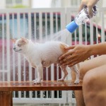 宠物喷雾器生产商-便携喷头瓶