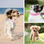 Pet Collar Manufacturer - OEM Luxury PU Leather Flashing