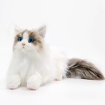 猫毛绒玩具供应商-高仿真坐姿小猫动物娃娃定制