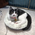 加热宠物垫源头工厂-电热软防水长绒猫狗屋床加热器