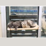 猫窗床源头工厂-窗户安装阳光吊床栖木无螺丝吸盘