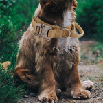 尼龙狗项圈生产厂家-可调重型金属扣带手柄