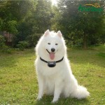 Dog Training Collar Supplier - Walkie Talkie GPS Electronic Collar