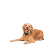 Anti-Barking Collar Supplier - USB Rechargeable IP67 Waterproof