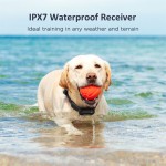 Dog Shock Collar Manufacturer - IPX7 Waterproof Remote Training Collar