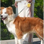 Pet Lead Strap Manufacturer - Heavy-Duty Adjustable Collar Retractable 5m