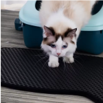 Pet Litter Mat Manufacturer - Double Layer Eva Urine Proof Non-Slip Trapper