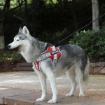 Dog Harness Manufacturer - Breathable No-Pull Reflective Adjustable Large Breed