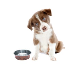 Stainless Steel Pet Bowl Supplier - Non-slip Dog Water Bowl Kitten Bowl
