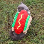 Pet Costume Factory - Hamburger Halloween Transformation