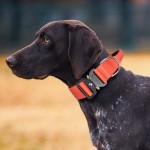 Dog Leash Factory - Quick Release Nylon Print Customized