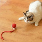 Cat Toy Ball Supplier - Silicone Interactive Obstacle Avoidance