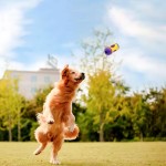 Dog Toys Manufacturer - Wholesale Puppy Molar Rubber