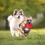 Dog Training Bite Bag Factory - 1 Handle Thicker Tear-resisatnt