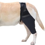 Pet Leg Protectors Manufacturer - Knee Surgery Protective Braces