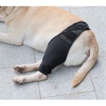 Pet Leg Protectors Manufacturer - Knee Surgery Protective Braces