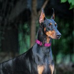 狮子鬃毛假发供应商-趣味棉质宠物服装万圣节圣诞