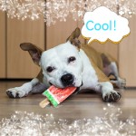 狗咬胶玩具生产厂家-水上浮力TRP无毒互动