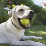 宠物应答蜂鸣器源头工厂-可录音通话沟通按钮