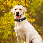 狮子鬃毛假发供应商-趣味棉质宠物服装万圣节圣诞