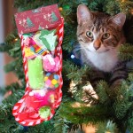 猫玩具套装源头工厂-8装橡胶球弹簧圣诞礼物