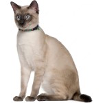 Cat Collar Manufacturer - Safety Breakaway Adjustable Bell