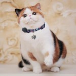 Cat Collar Manufacturer - Safety Breakaway Adjustable Bell