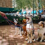 Dog Leash Set Supplier - Custom Paracord Rope Slip Lead