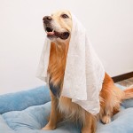 宠物浴巾源头工厂-快干一次性加厚旅行服