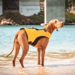 Dog Life Jacket Manufacturer - Ultra-Buoyant Foam Superior Flotation